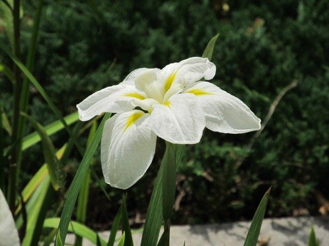 なんだろう？な花。