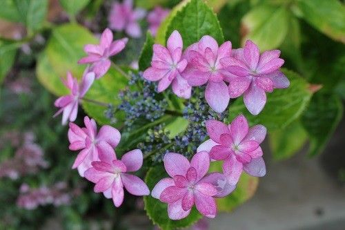 雨の日の紫陽花