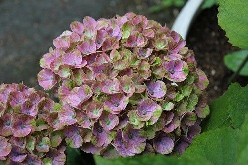 雨の日の紫陽花