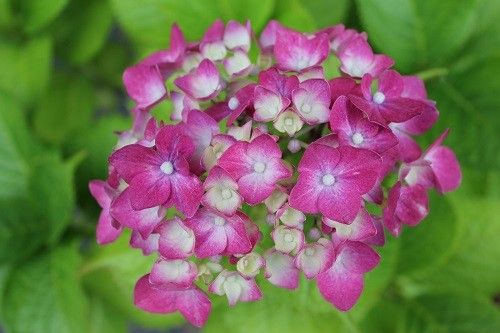 雨の日の紫陽花