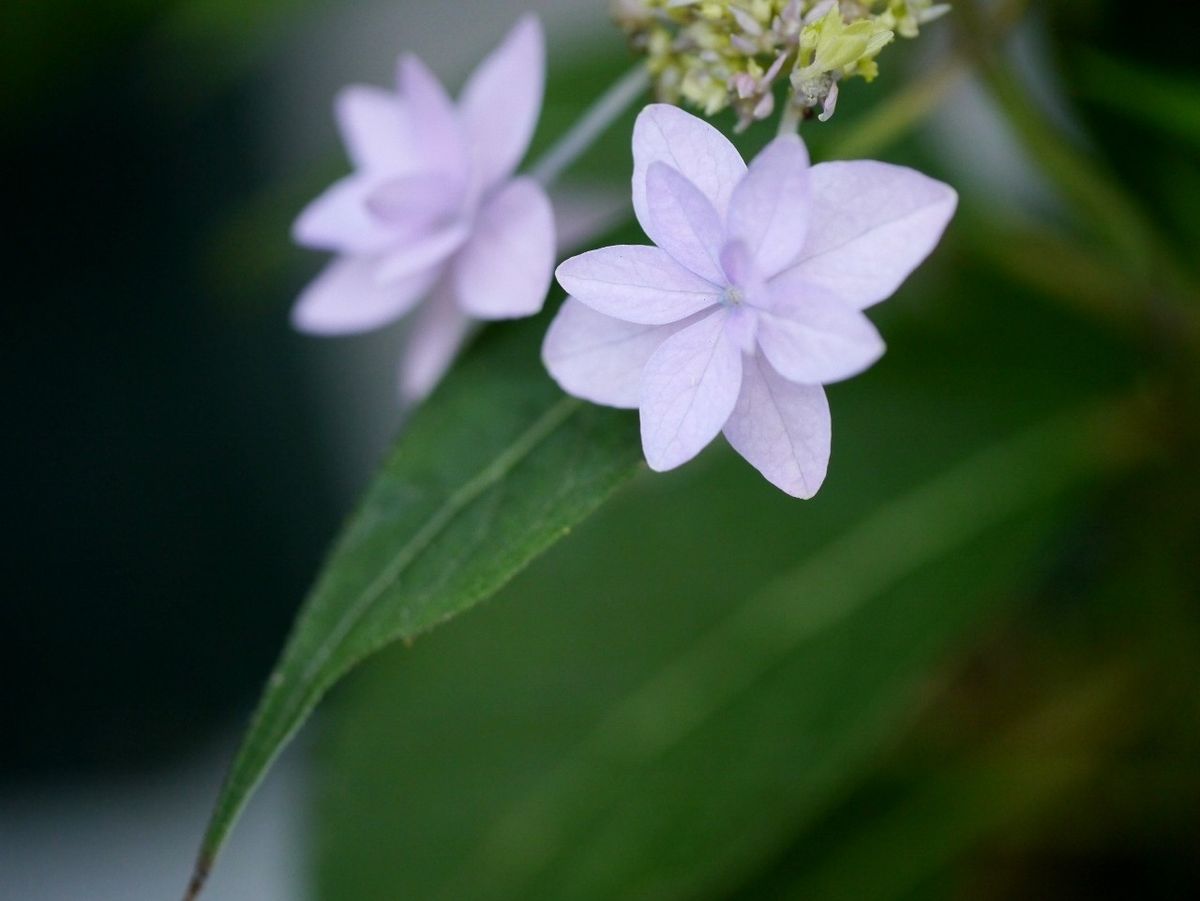 アナベルと七段花