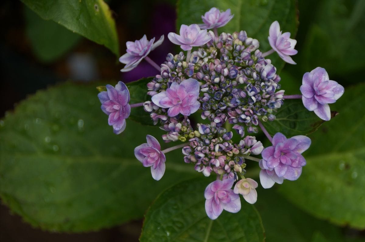 我が家の紫陽花