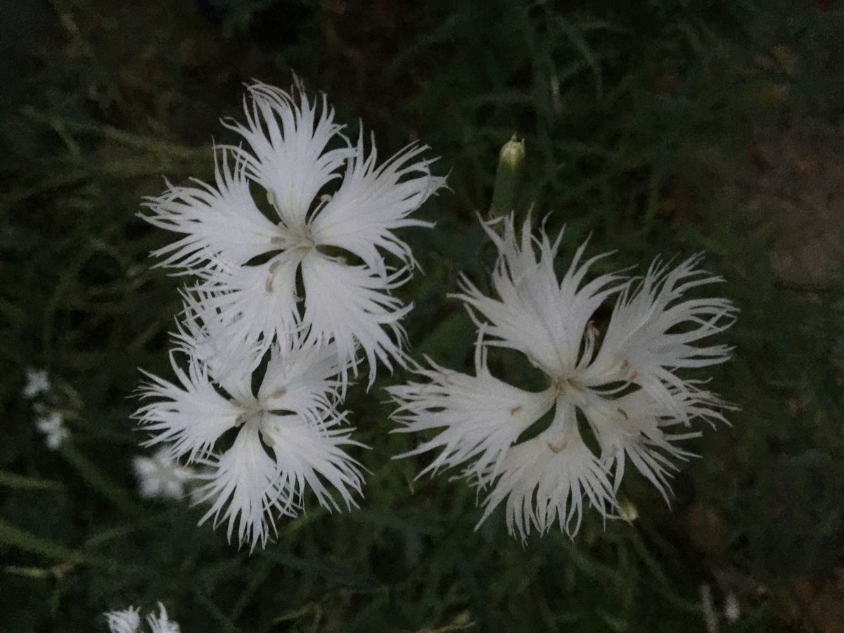 今日の花