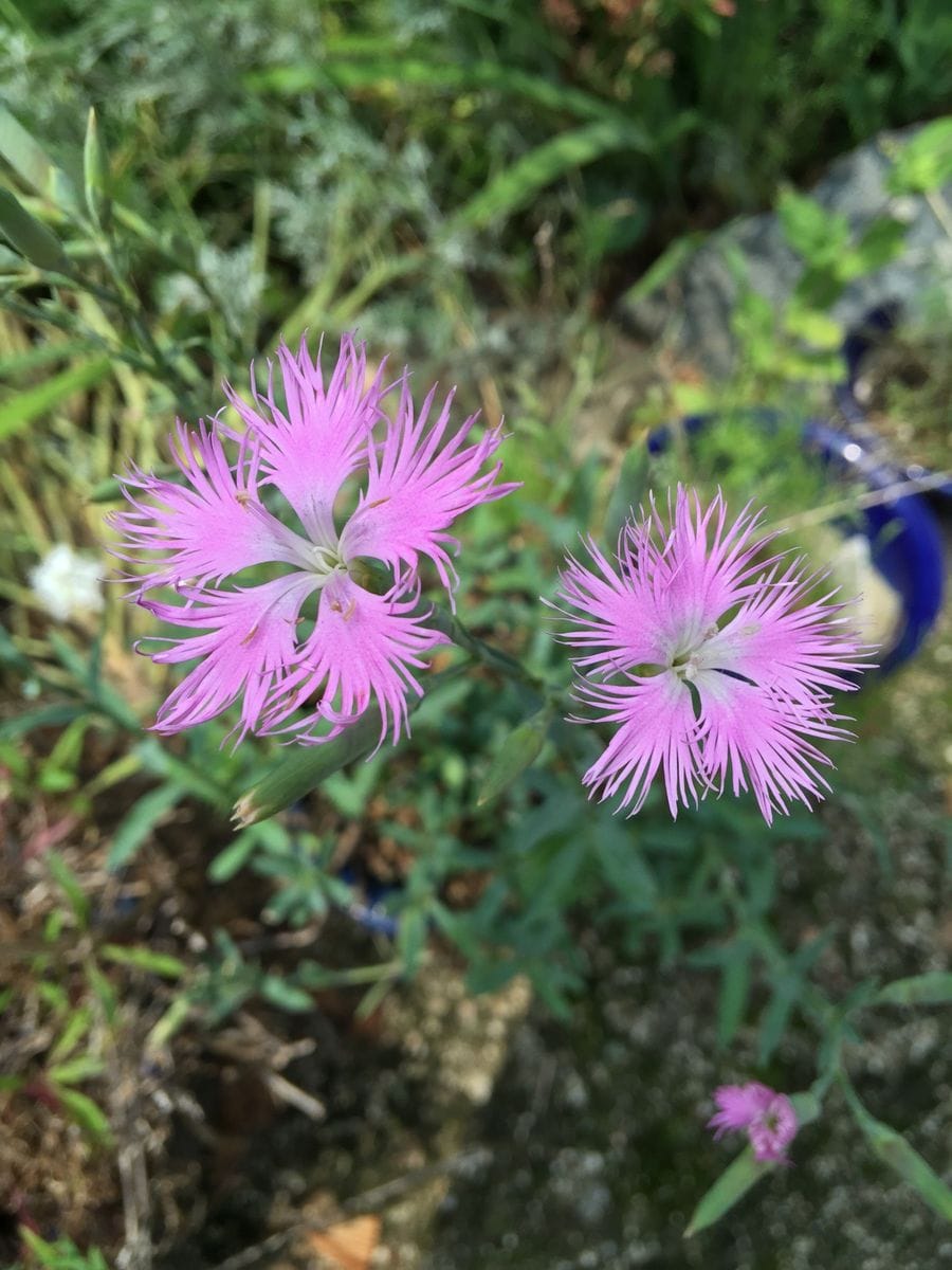 今日の花