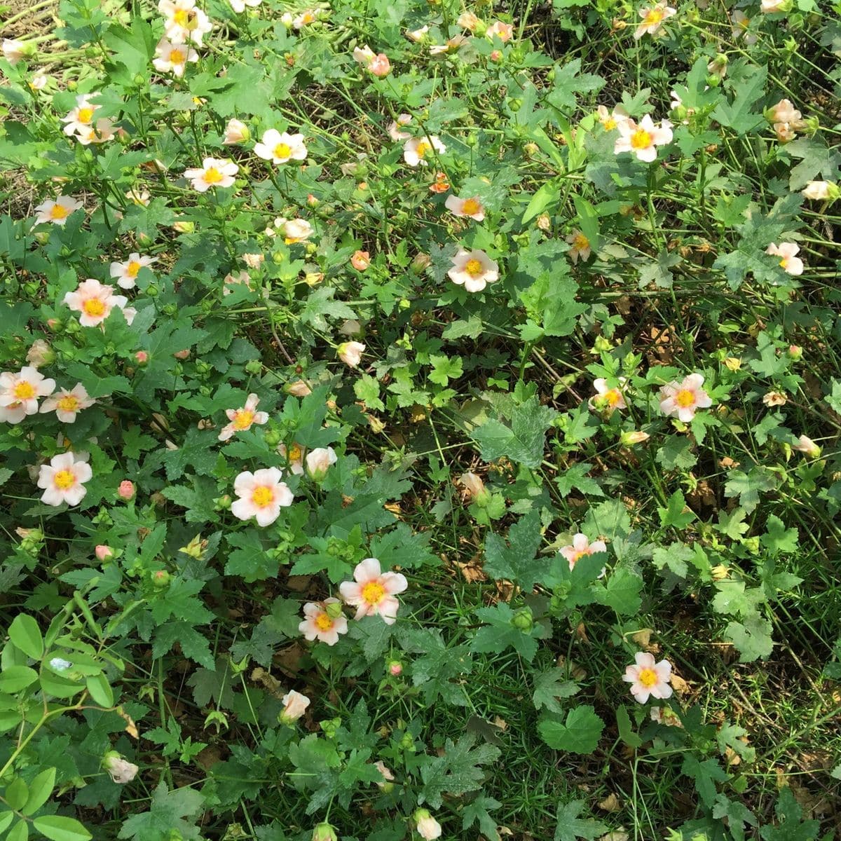 今日の花