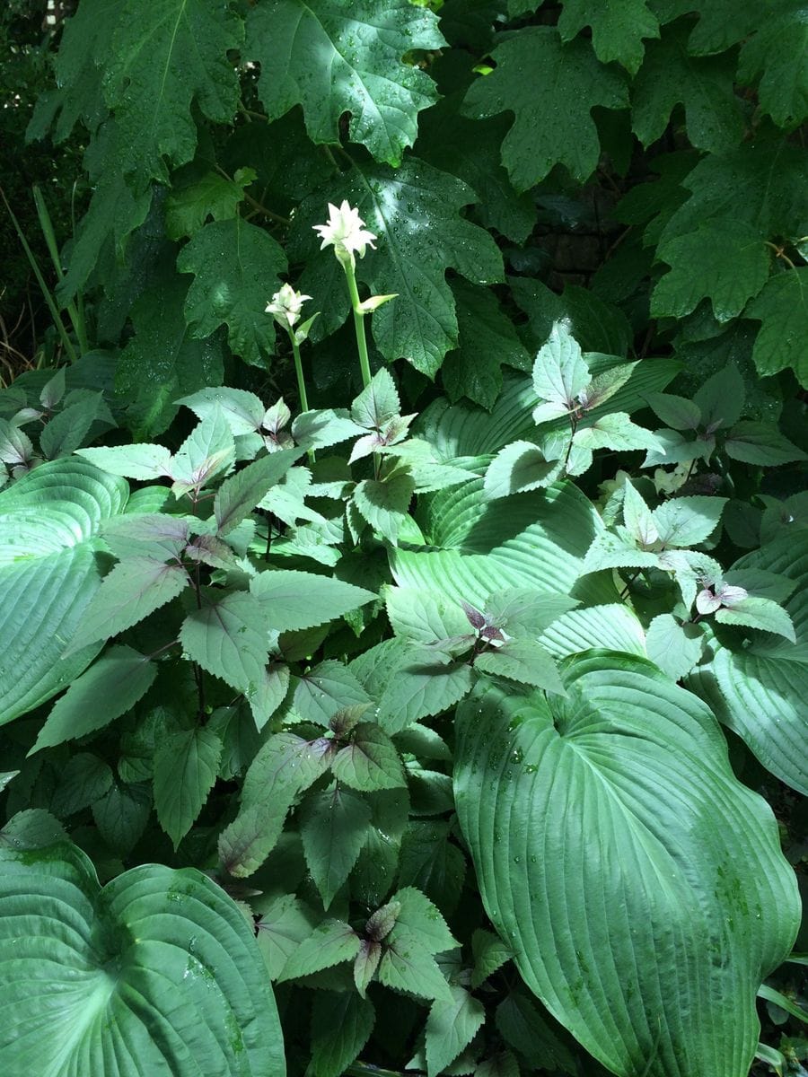 ギボウシの花