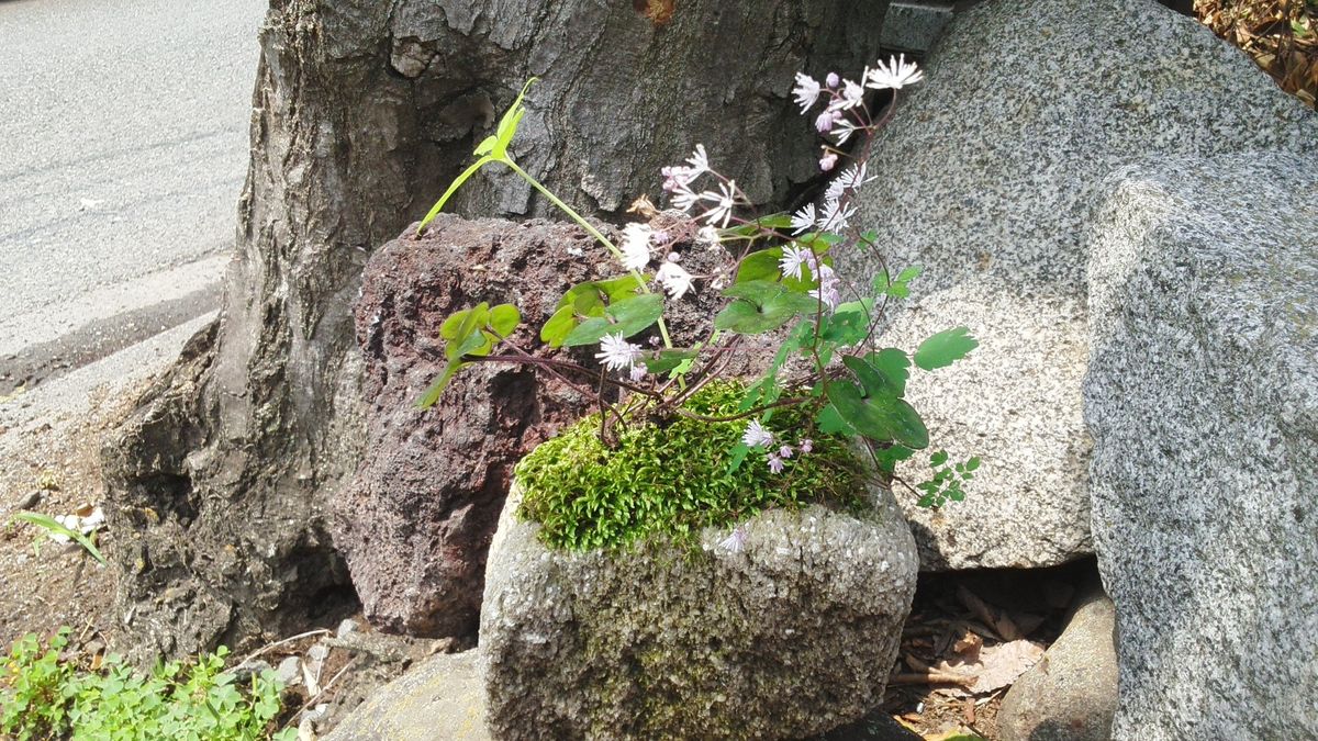 寄せ植え山野草