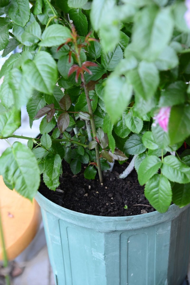 深植えしても出るときはでます。