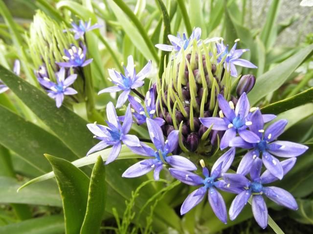 開花がぞくぞく　♪