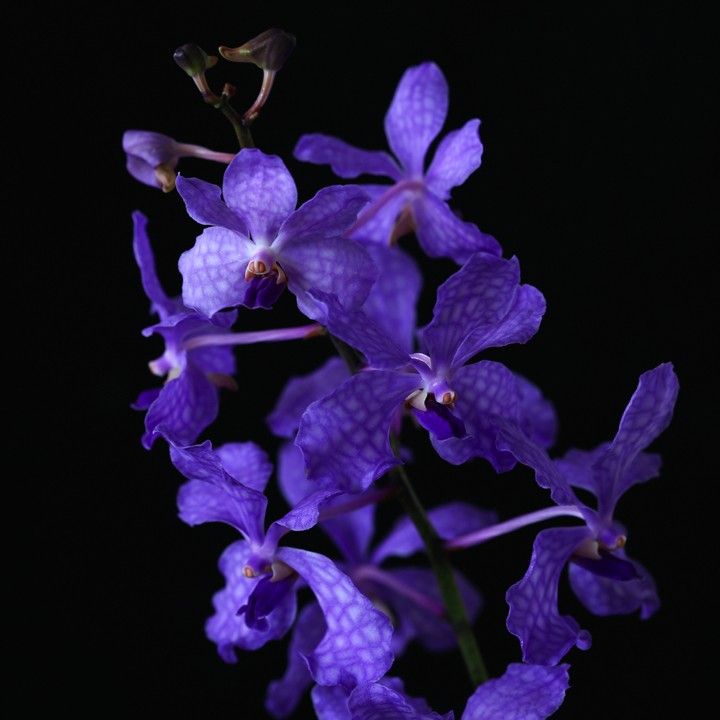 Vanda