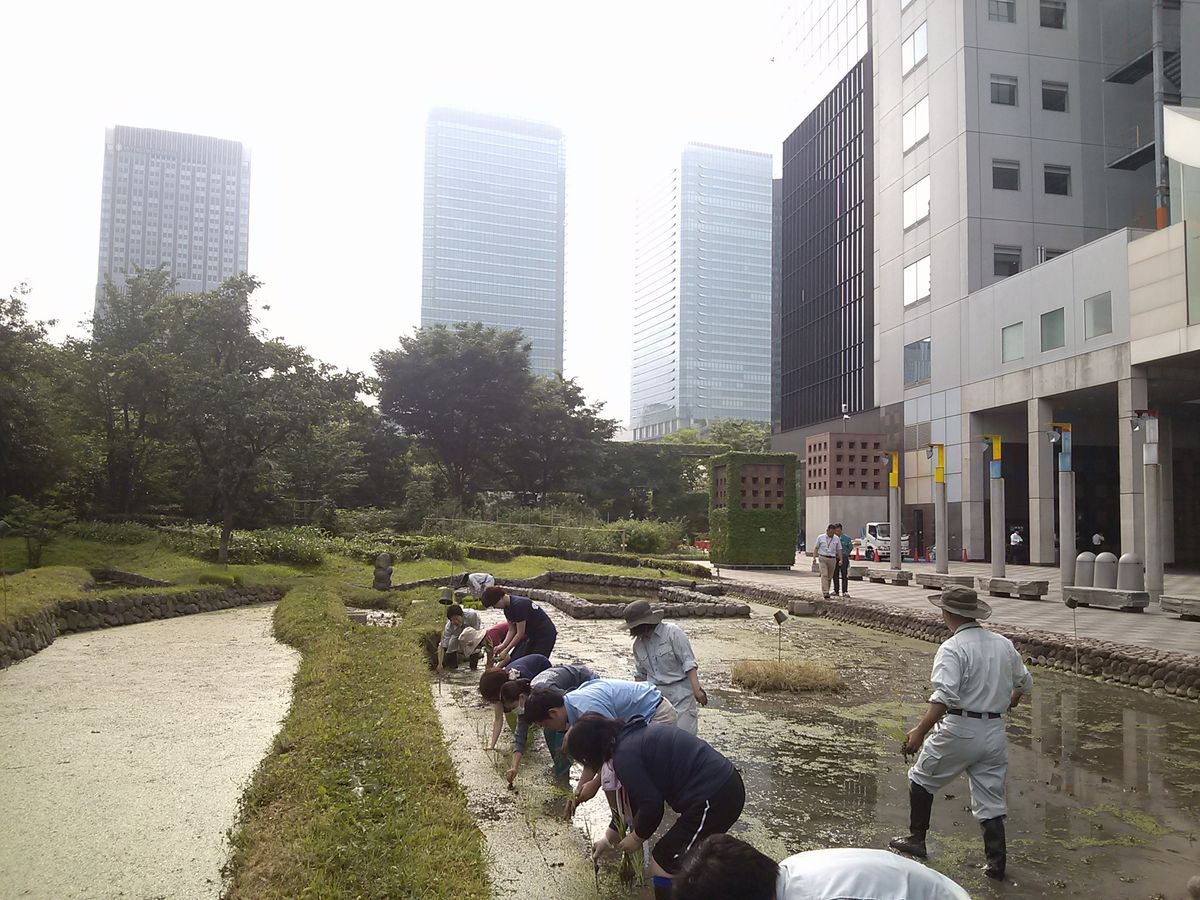 梅田スカイビルの田んぼ