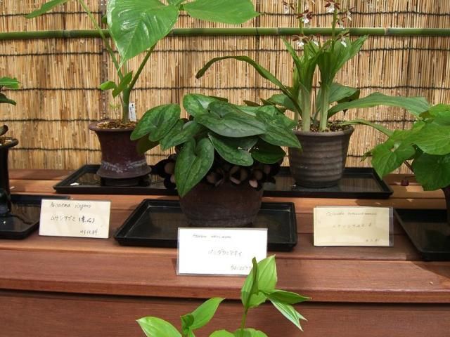 ﾊﾟﾝﾀﾞ･･･「京都府立植物園」