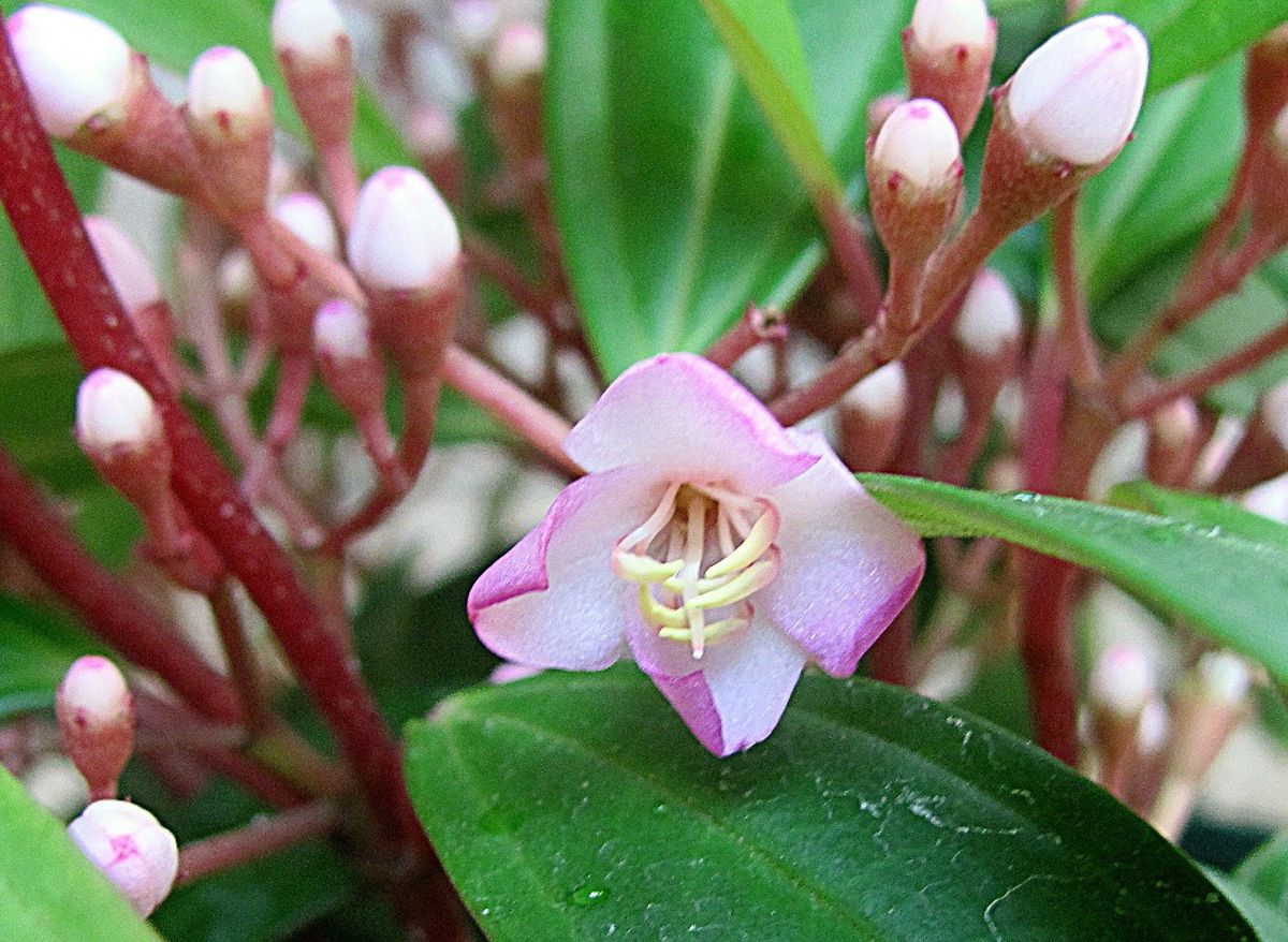 波志干木の花