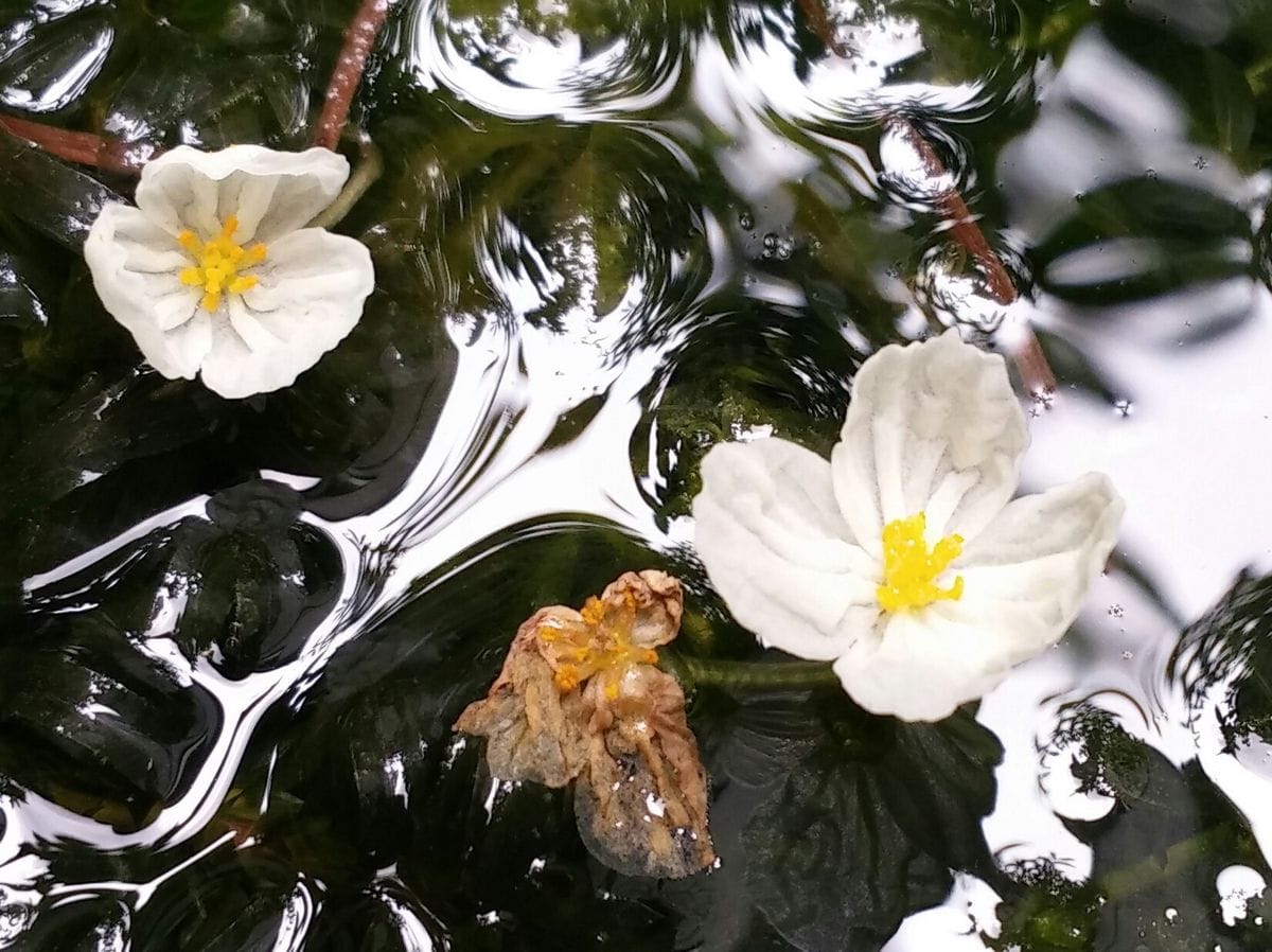 お花を添えて