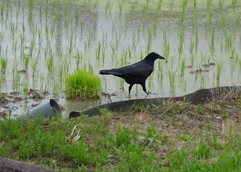 目が合った（は虫類の話あり）