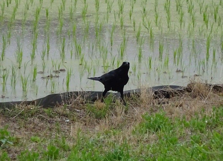 目が合った（は虫類の話あり）