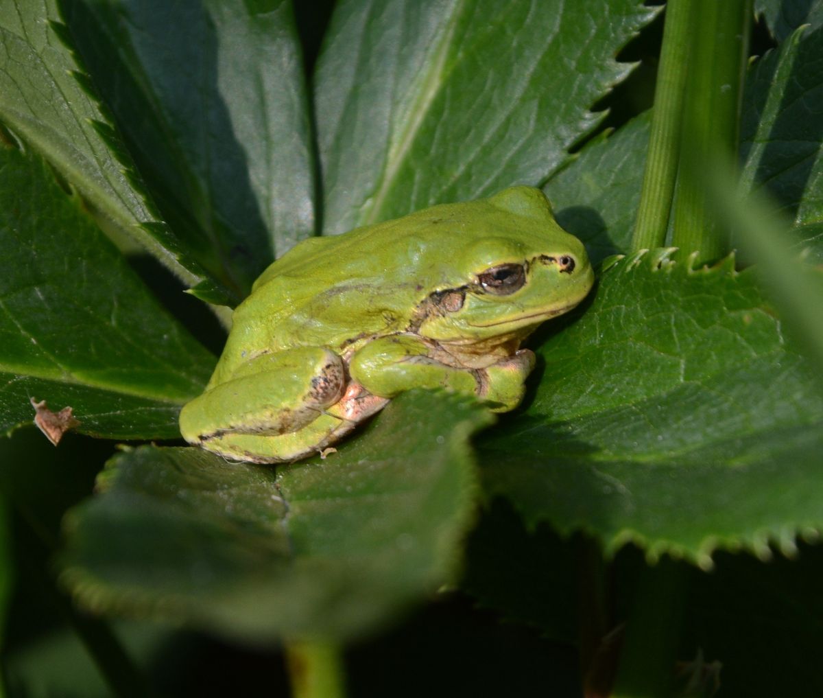 クリローにアマガエル