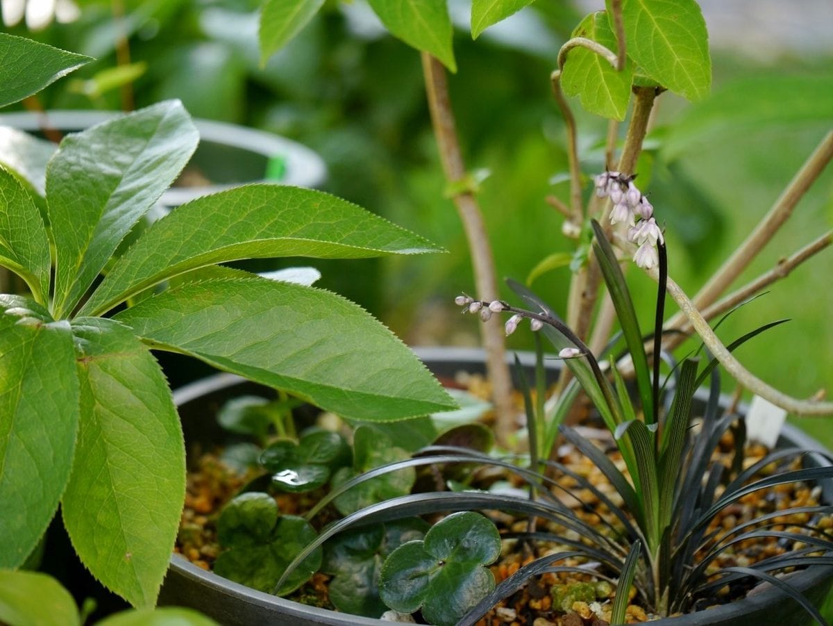 青甘茶の下。