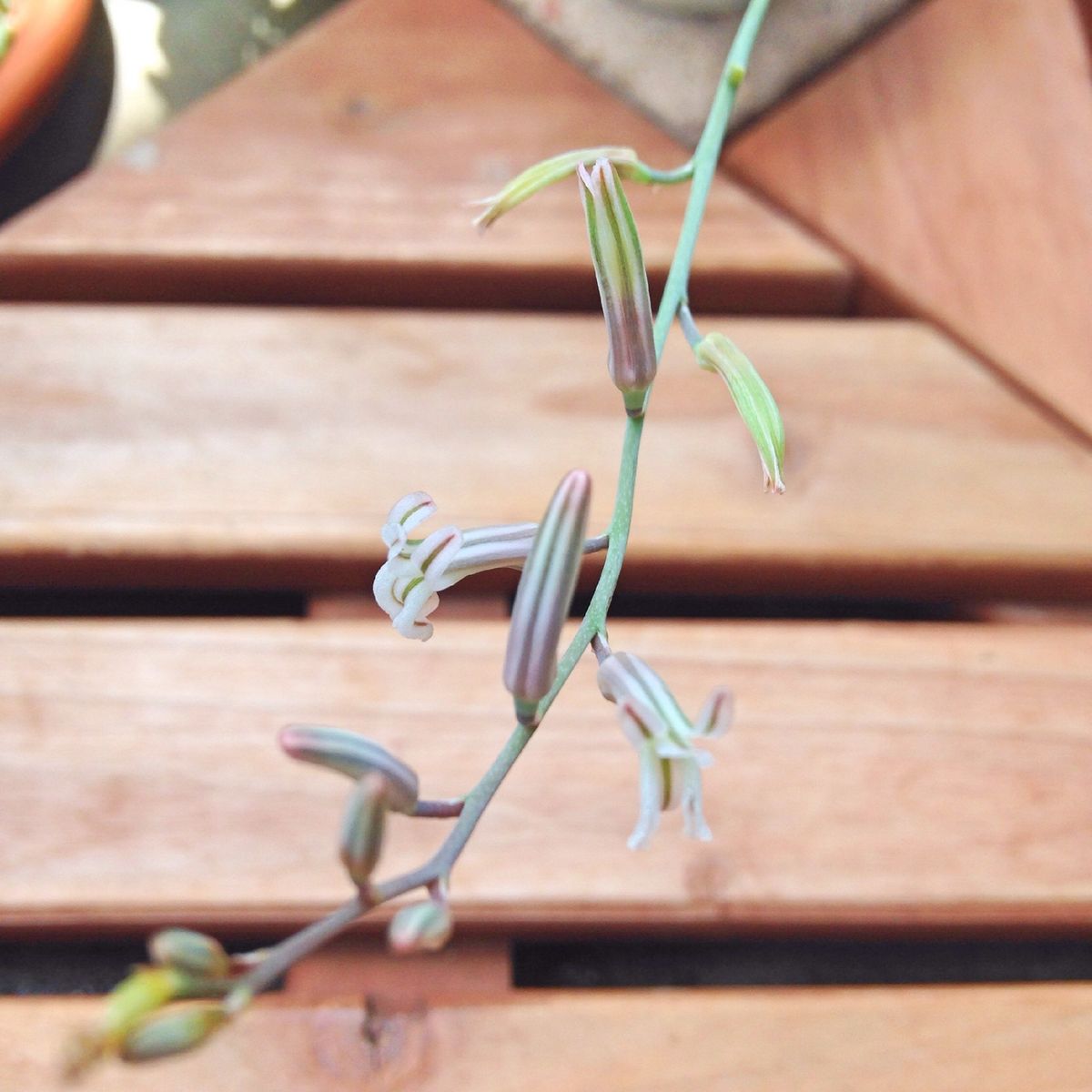 多肉植物の花2015