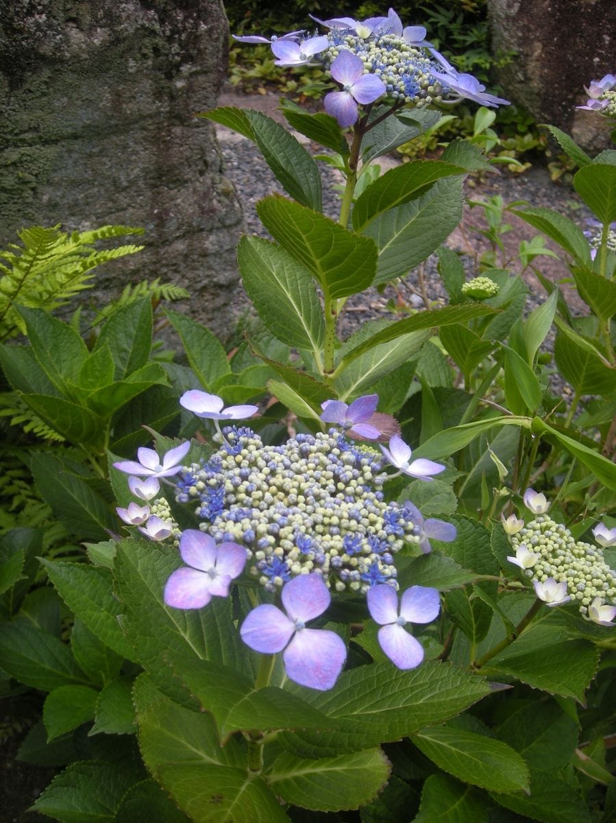 梅雨の花・アジサイ