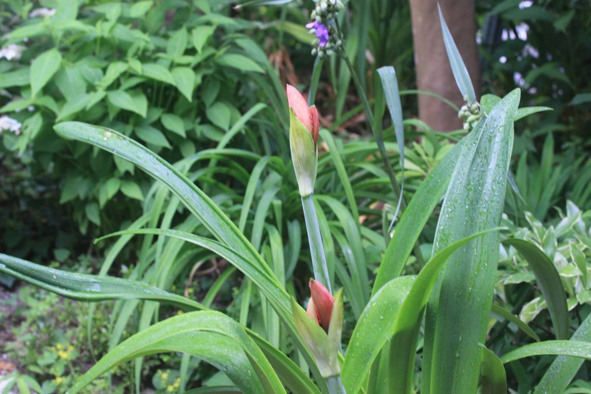 アマリリス開花～！