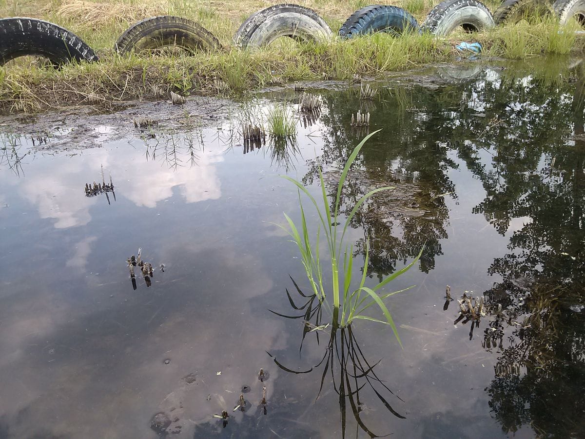 地元小学校の田植え