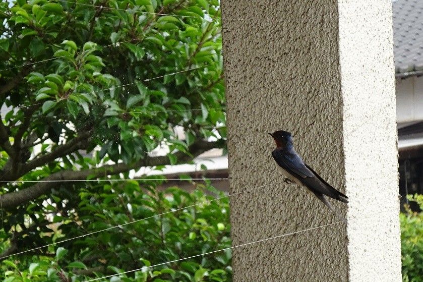 鳥、とり、トリ　③