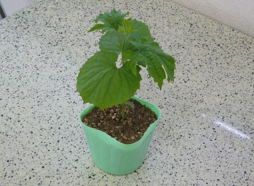 【ショップ】緑のカーテン用の植物苗を販売