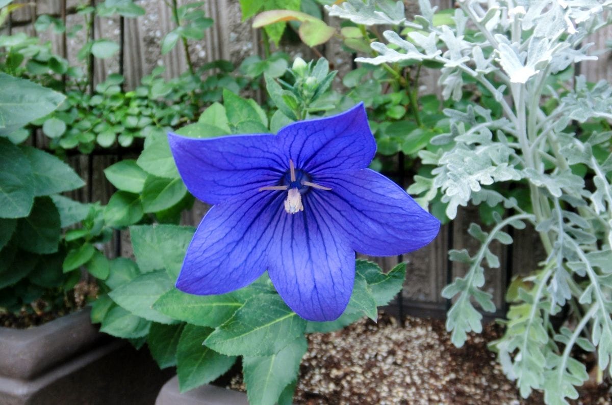 門の周りのお花たち