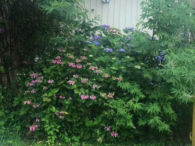 雨上がりの朝です～*