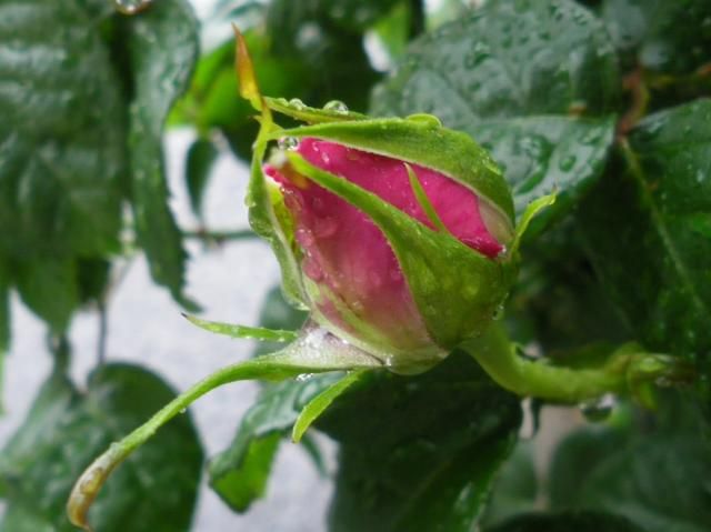 雨の中、バラのつぼみ