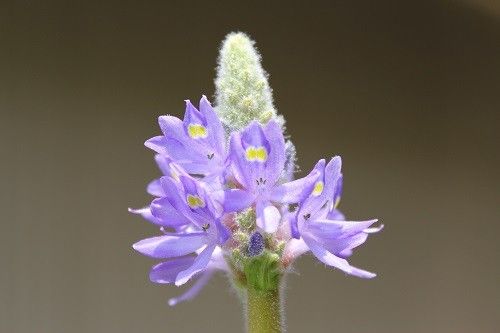 水生植物・ポンテデリア