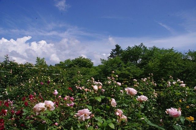 軽井沢タリアセン