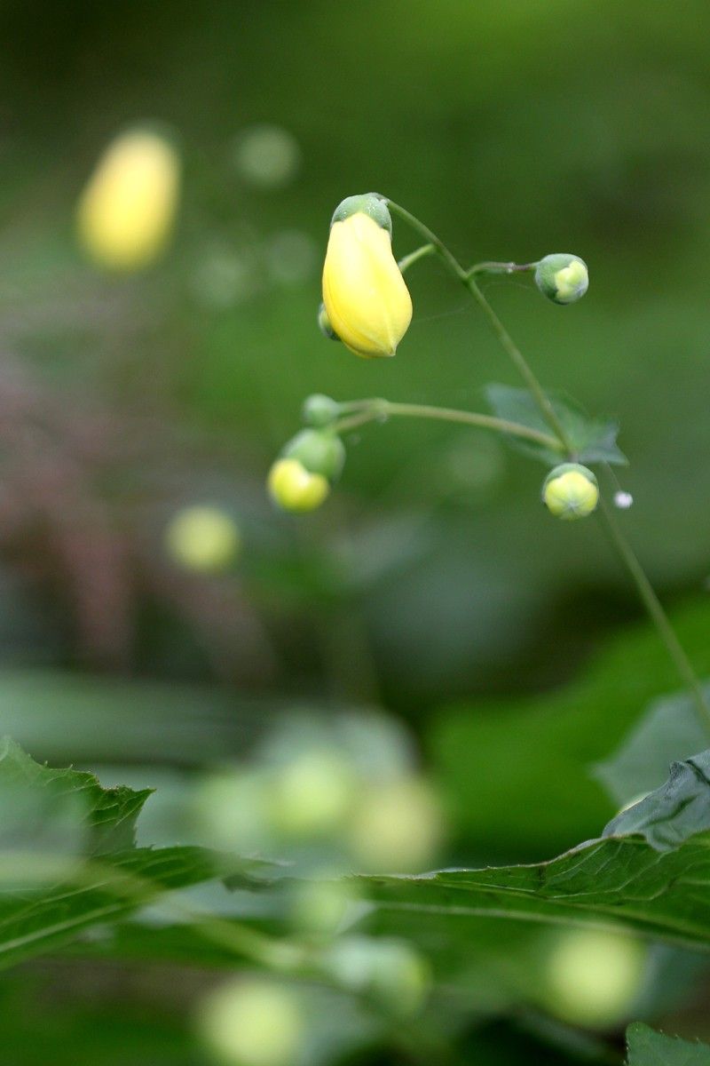 早くも開花、貴重な花「キレンゲショウマ」