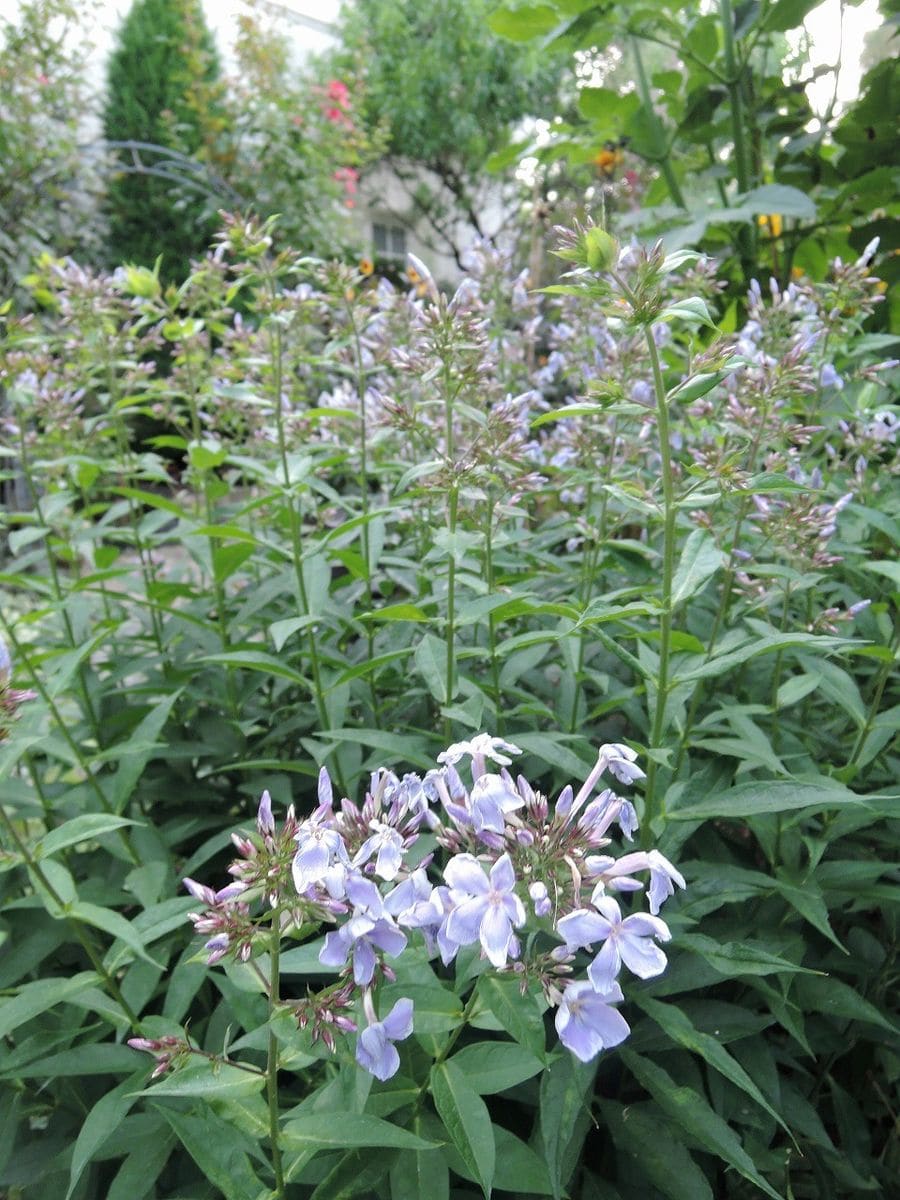 続植え替え