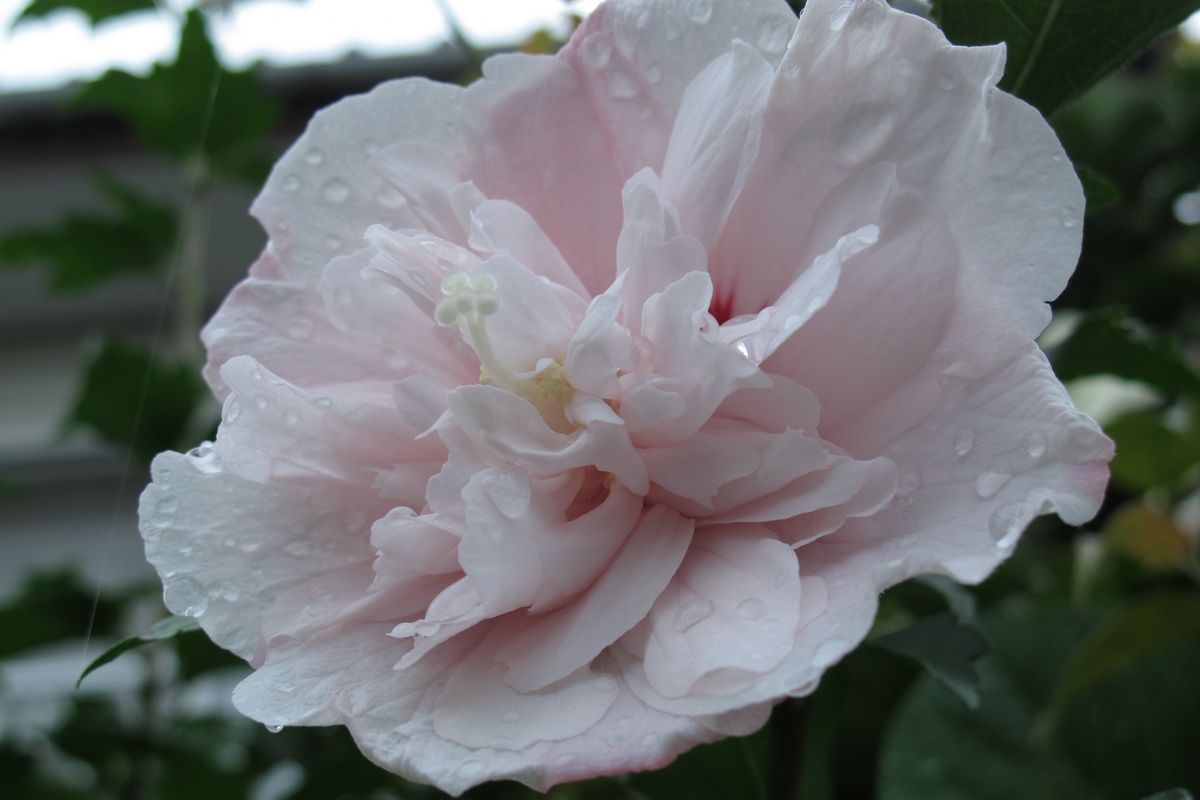 今日も雨