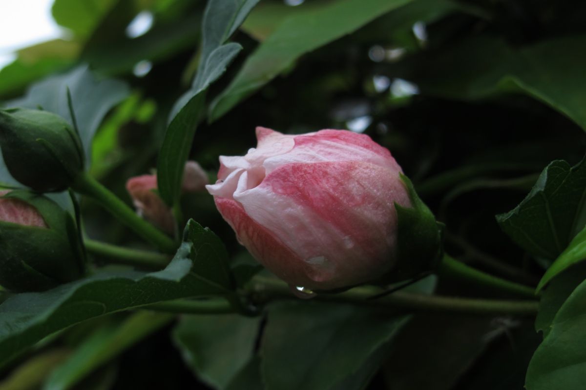 今日も雨