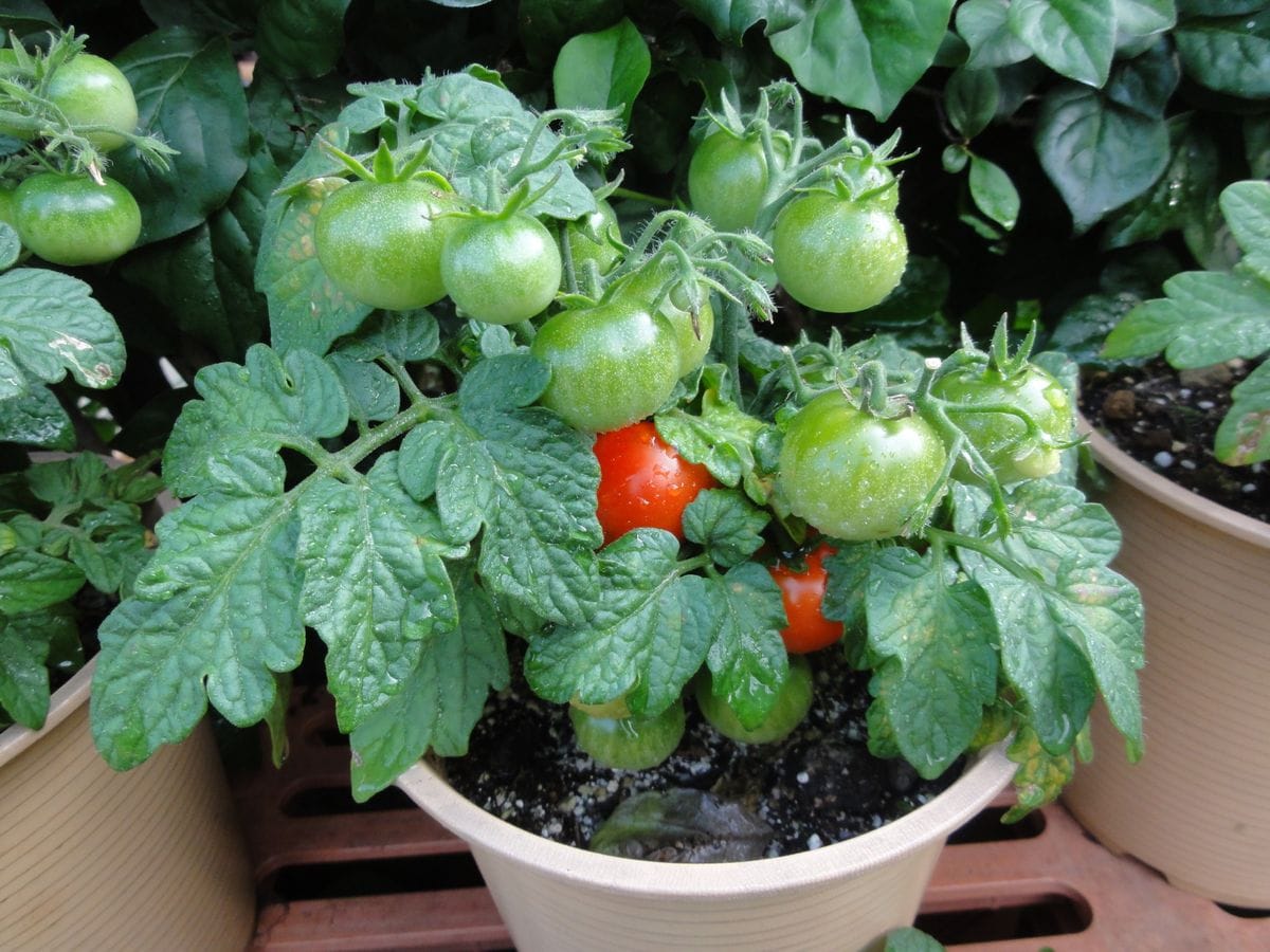 鉢植えの野菜