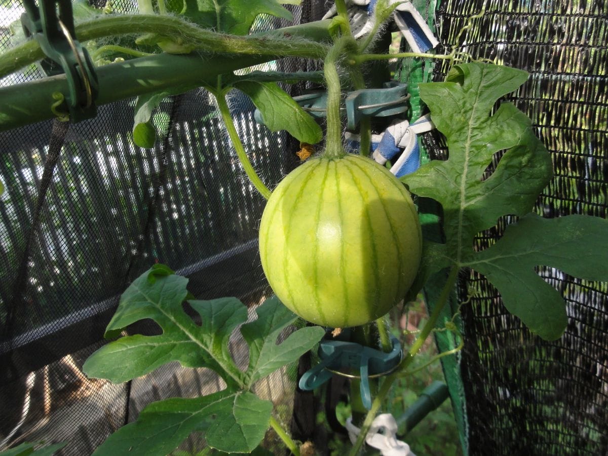 鉢植えの野菜