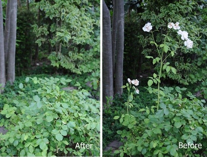 花が終わってから剪定