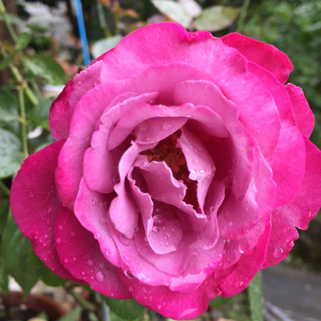 ダークベリー　二番花の開花まで♪