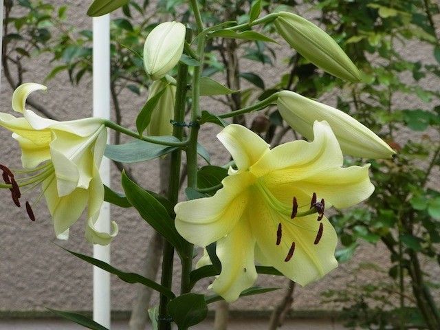 ビタミンカラーのお花