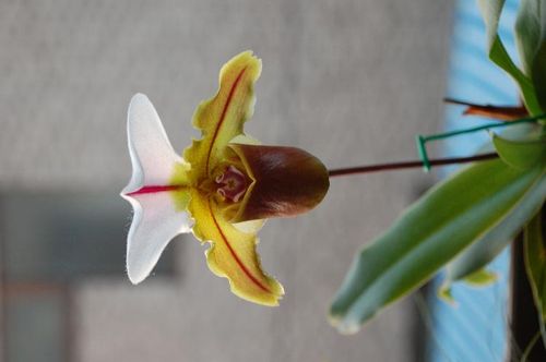 Paph. Bruno 'Model'