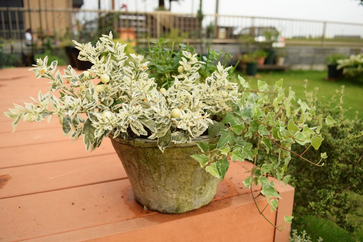 夏仕様の寄せ植え