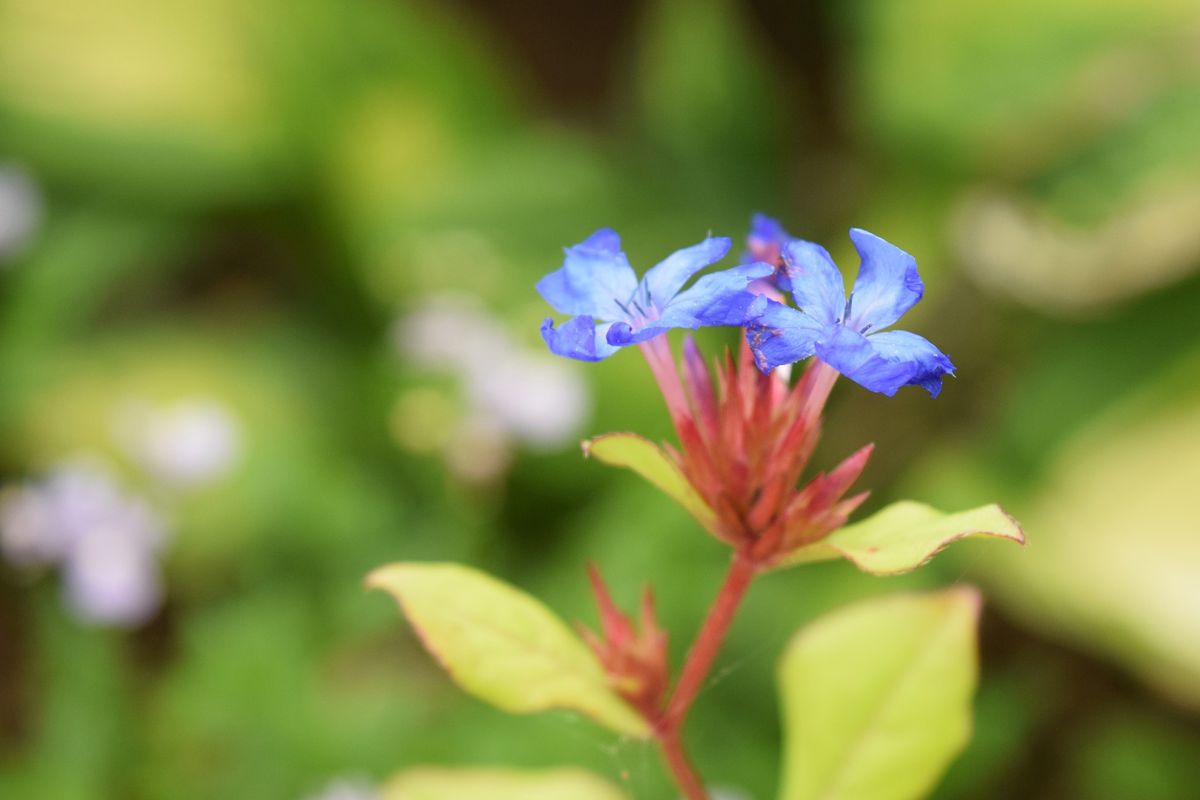 夏仕様の寄せ植え