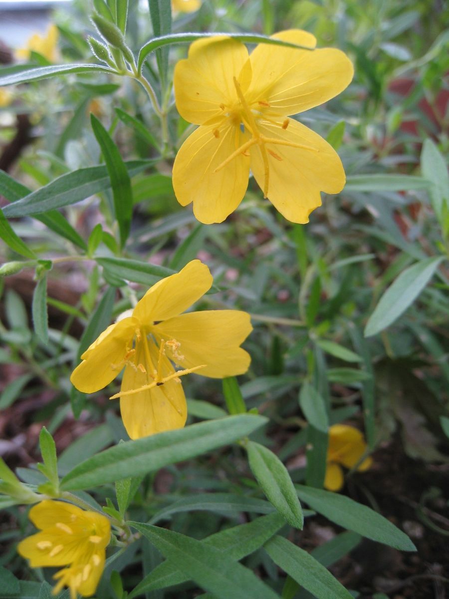 シックなお花