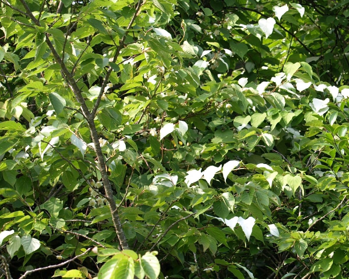 木の花を覚えよう　４　マタタビ