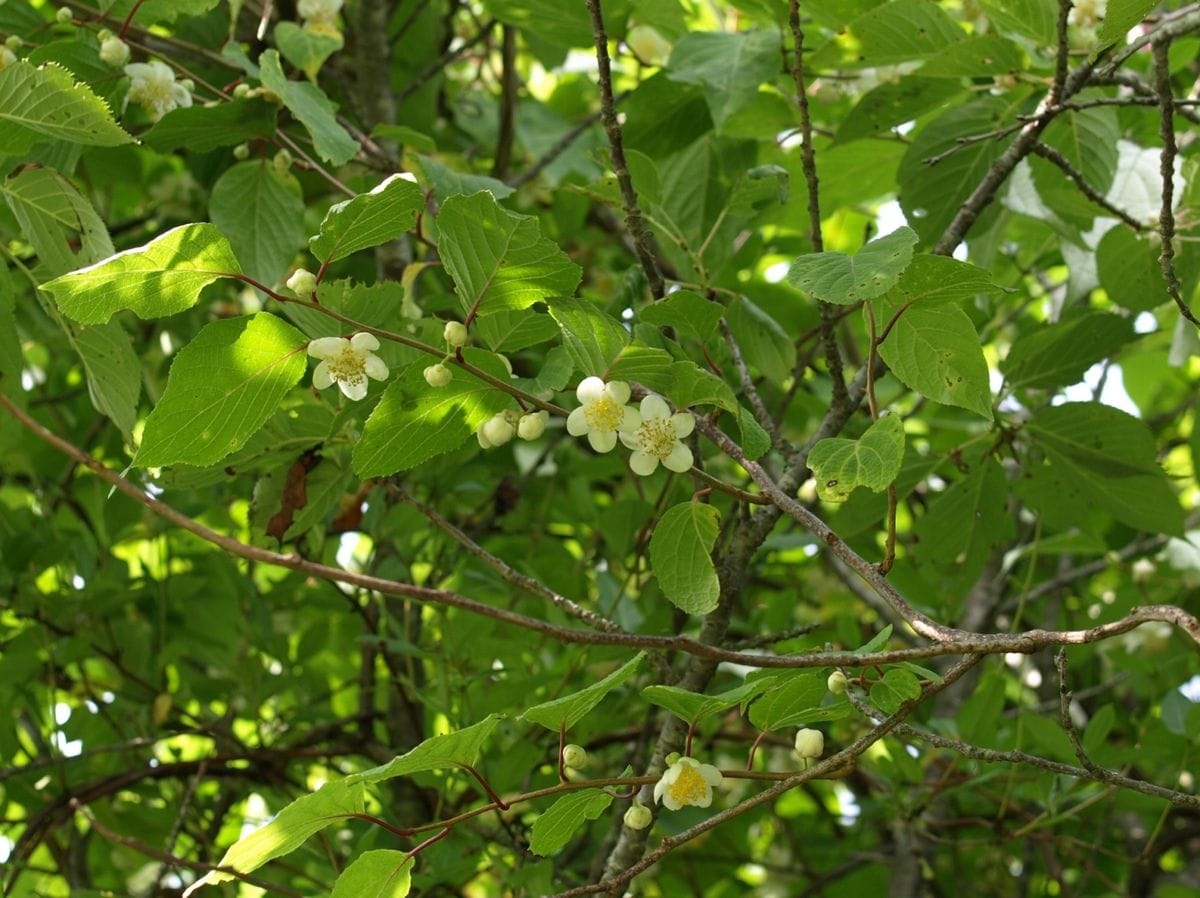 木の花を覚えよう　４　マタタビ