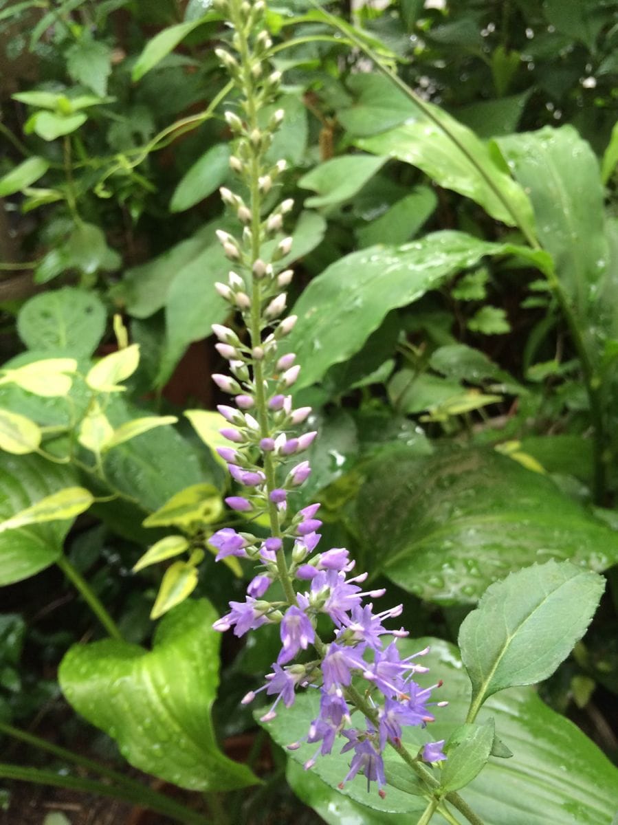 キタダケトラノオ早い開花です