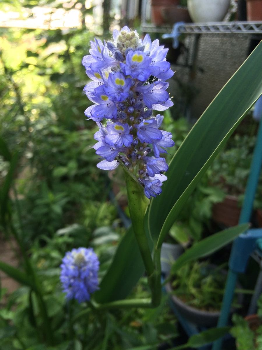 キタダケトラノオ早い開花です